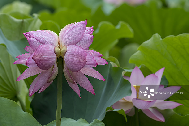 并蒂莲图片素材