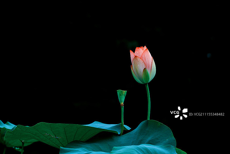 未开放的荷花图片素材