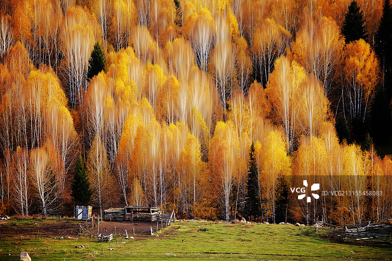 秋的华彩图片素材