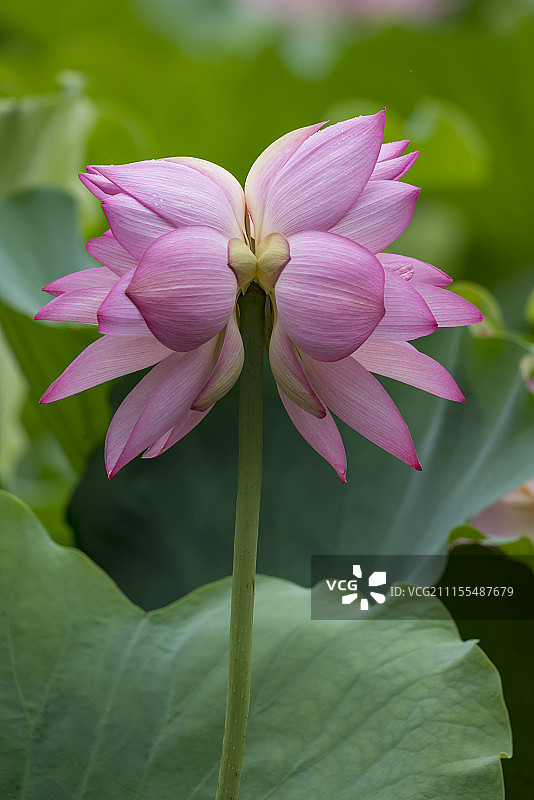 并蒂莲图片素材