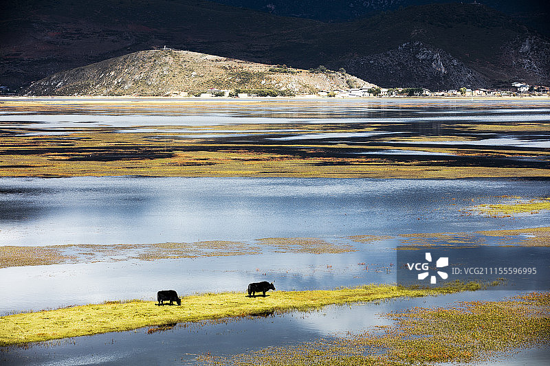 云南香格里拉纳帕海高清风光图片素材