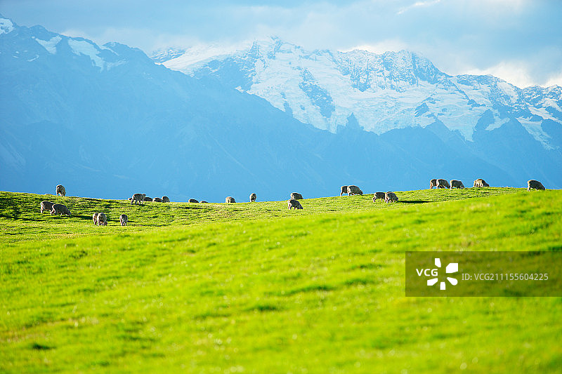 生活在新西兰的可爱小动物们图片素材