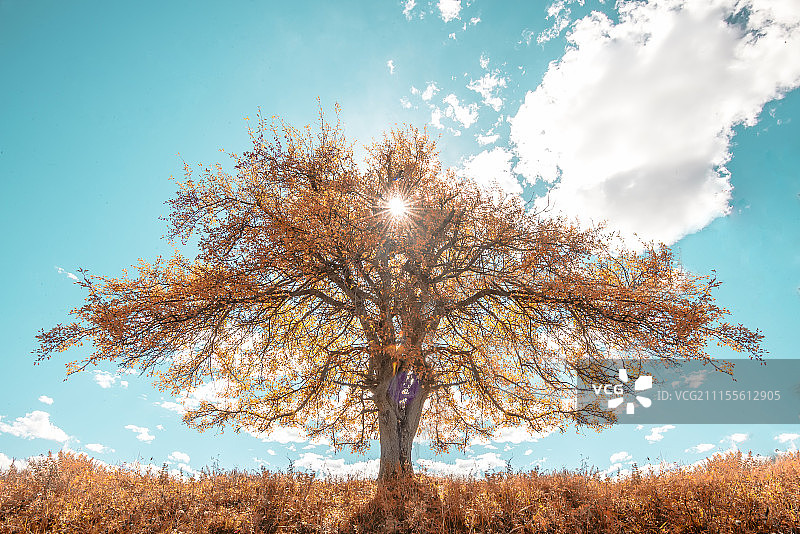 一棵树图片素材