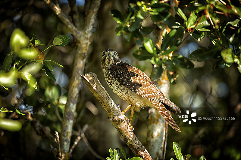 栖息在树枝上的鹰图片素材