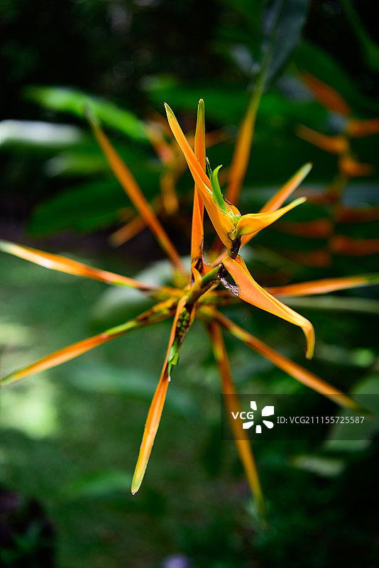 橙色花的特写图片素材