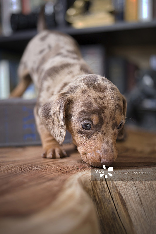 小狗闻木头图片素材