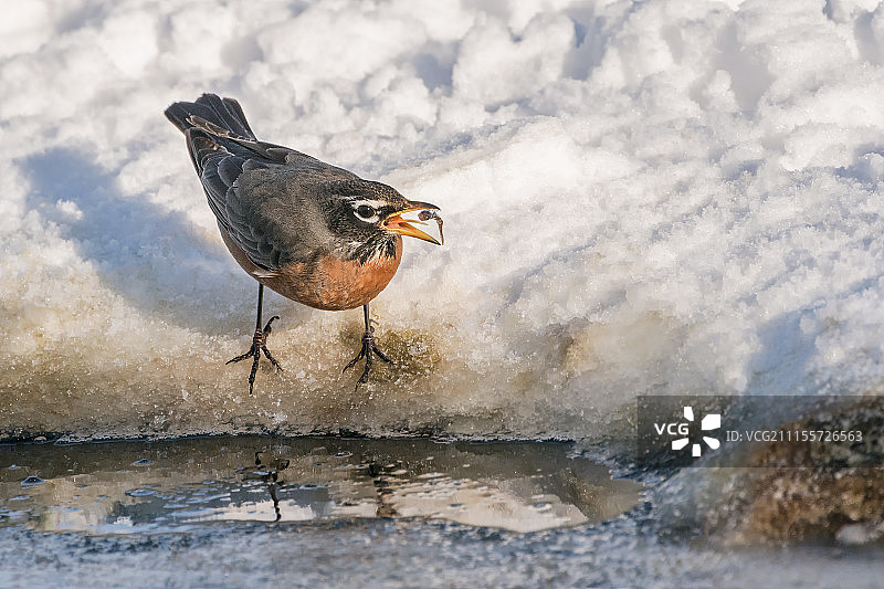 站在雪地上的美洲知更鸟图片素材