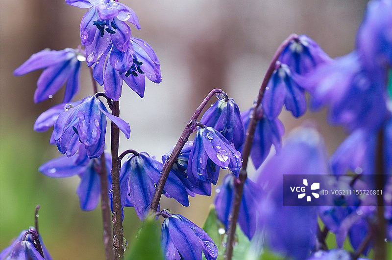 风铃草花图片素材