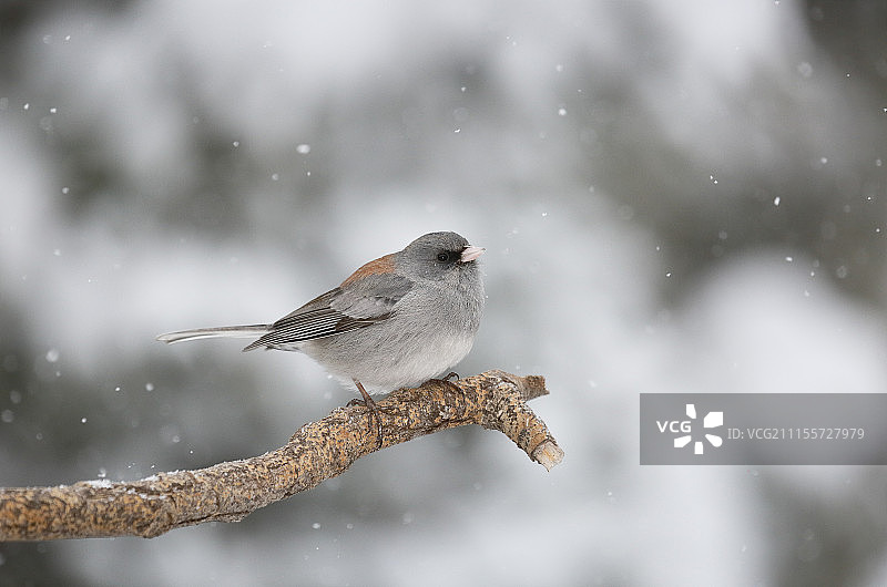 冬季栖息在树枝上的黑眼灯草雀图片素材