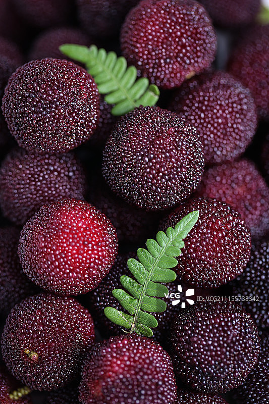 新鲜的慈溪杨梅图片素材