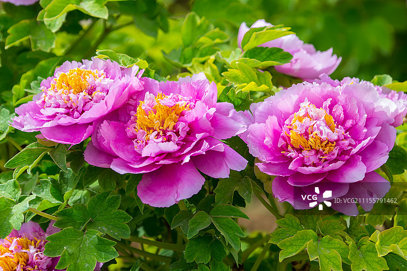 盛开的牡丹花图片素材