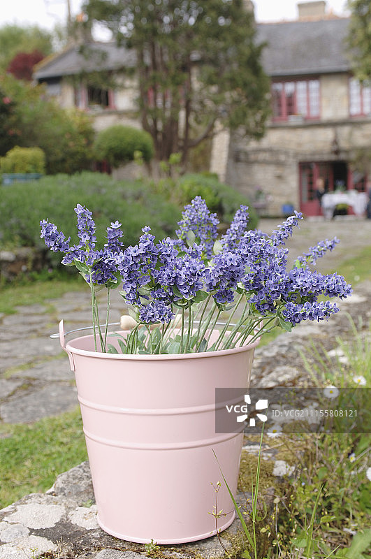 粉色金属桶中的人造薰衣草图片素材