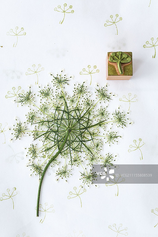 作为印刷模块图案的野胡萝卜花图片素材