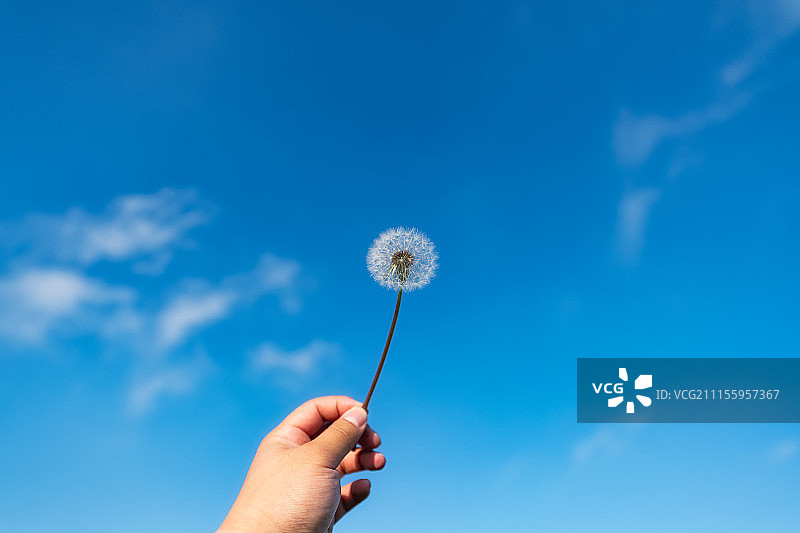手持蒲公英高清图图片素材