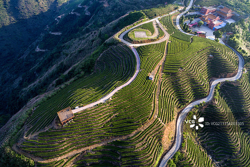 高山茶园图片素材