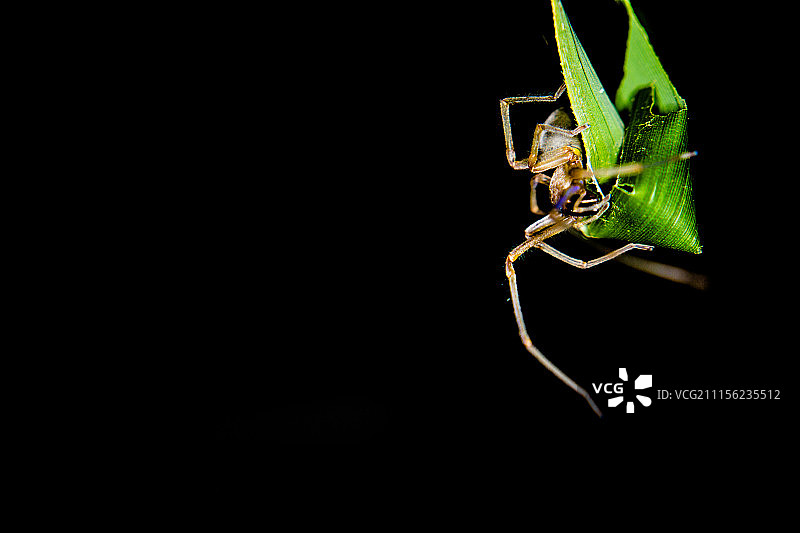 micro world图片素材