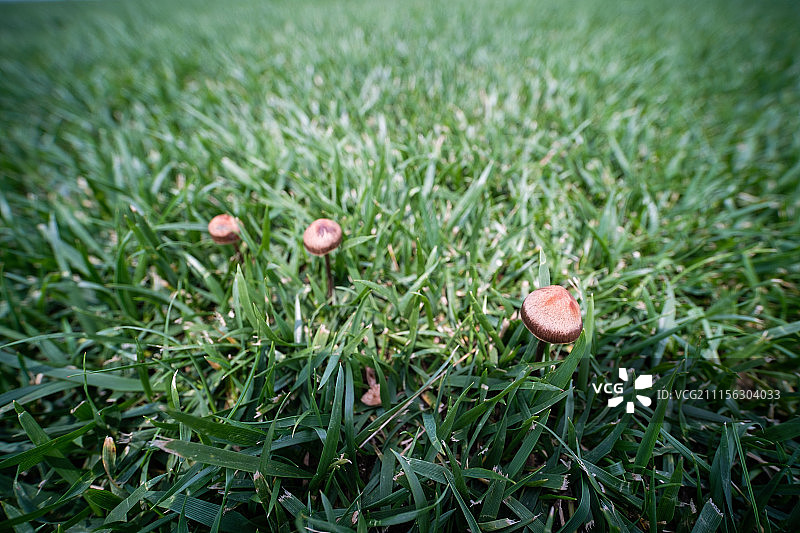 野生蘑菇图片素材