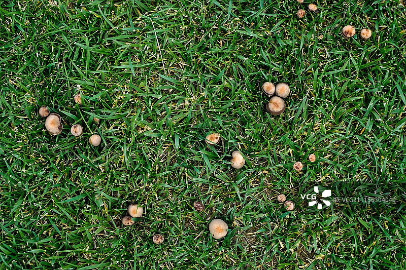 野生蘑菇图片素材