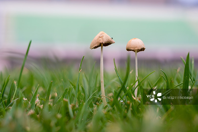 野生蘑菇图片素材