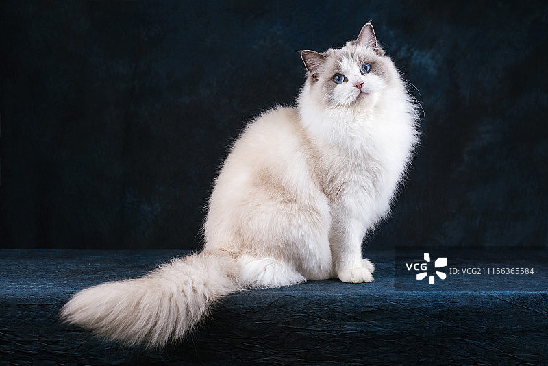 猫咪写真图片素材