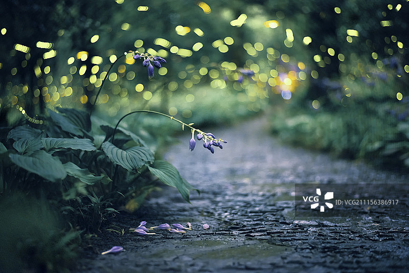 南京萤火虫灵谷寺紫金山图片素材