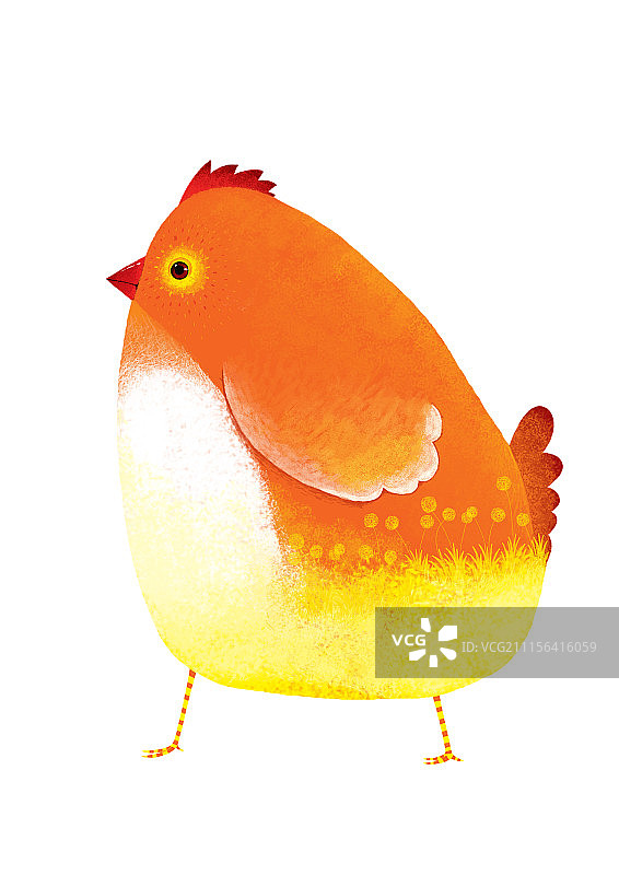 背景分离动物系列组图共3000多幅-母鸡图片素材