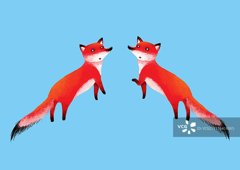 背景分离动物系列组图共3000多幅-两只红狐狸图片素材