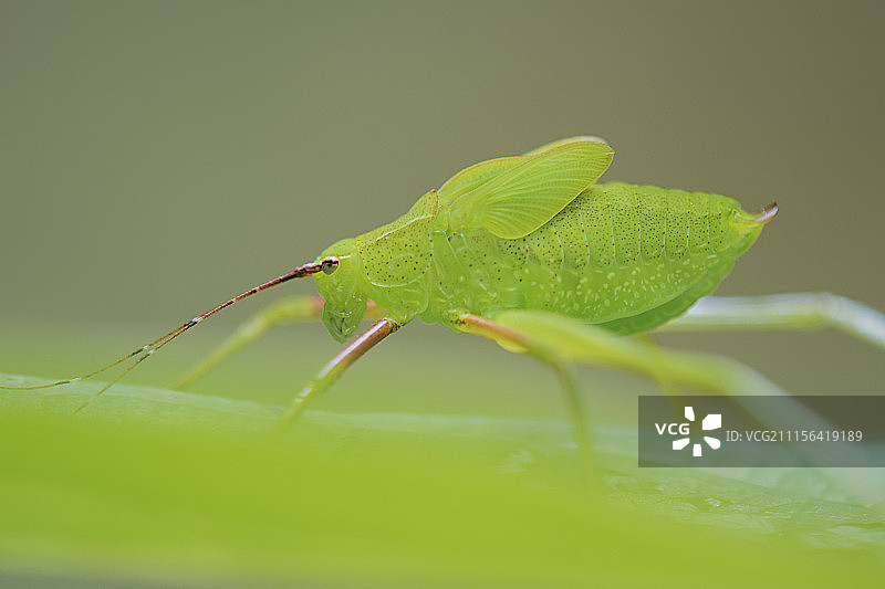 蝈蝈图片素材