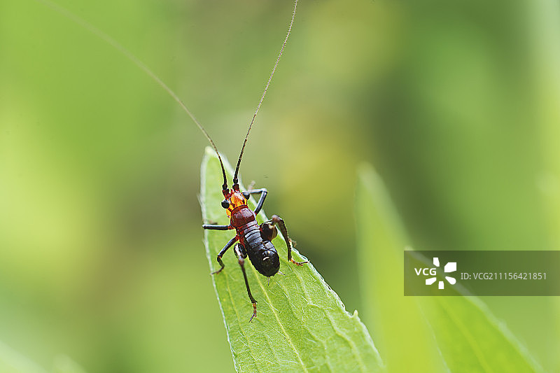 蝈蝈图片素材