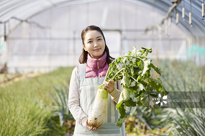 采摘的韩国妇女图片素材
