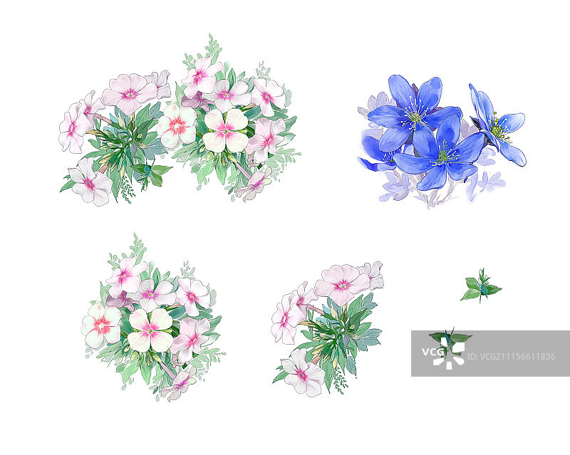 凤仙花素材图片素材