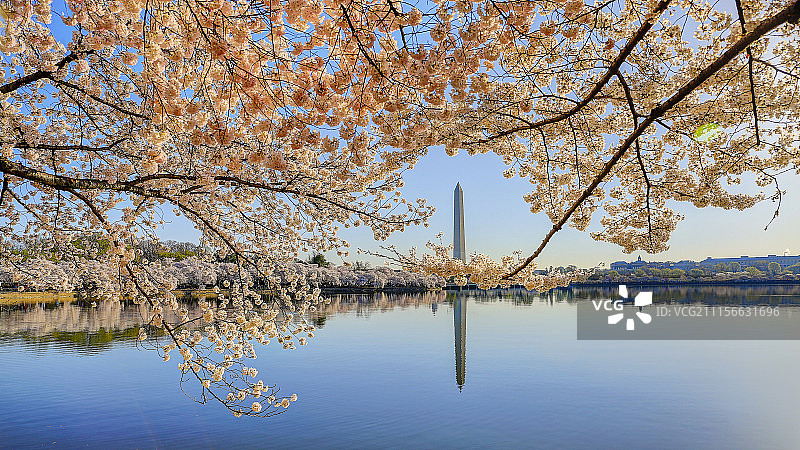 华盛顿，潮汐湖畔的樱花与方尖碑，Washington DC图片素材