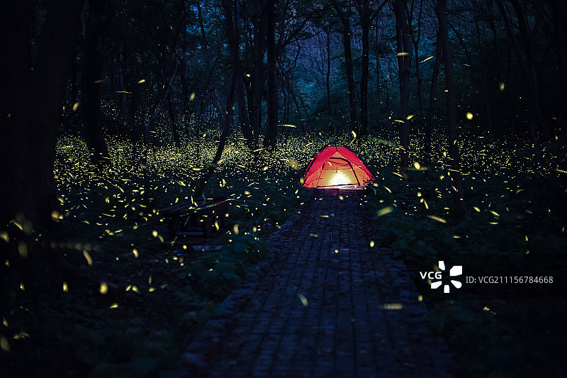 南京萤火虫图片素材