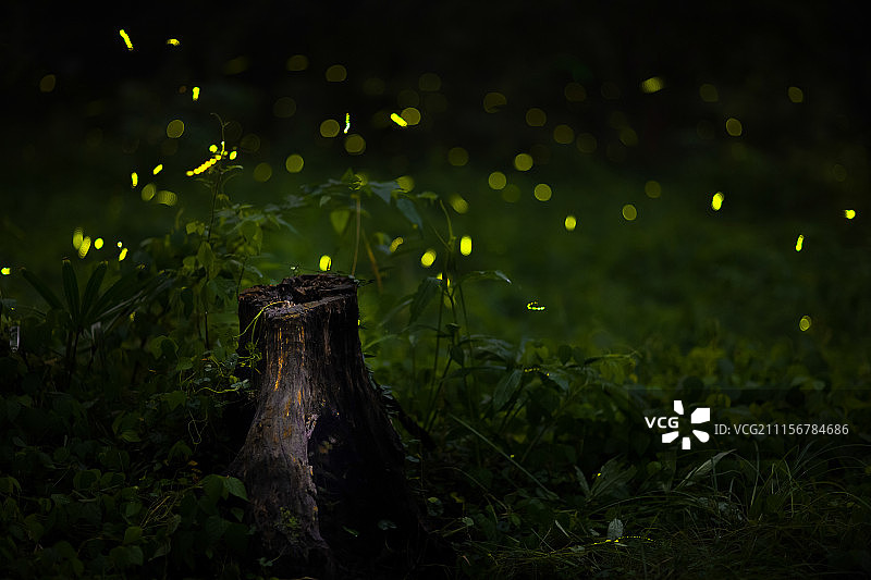 南京萤火虫图片素材
