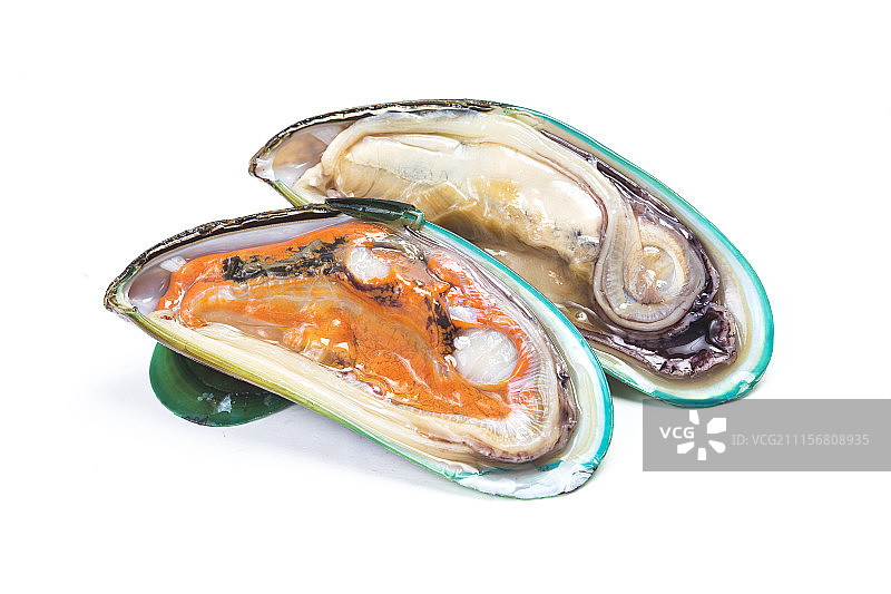 贻贝 青口贝图片素材