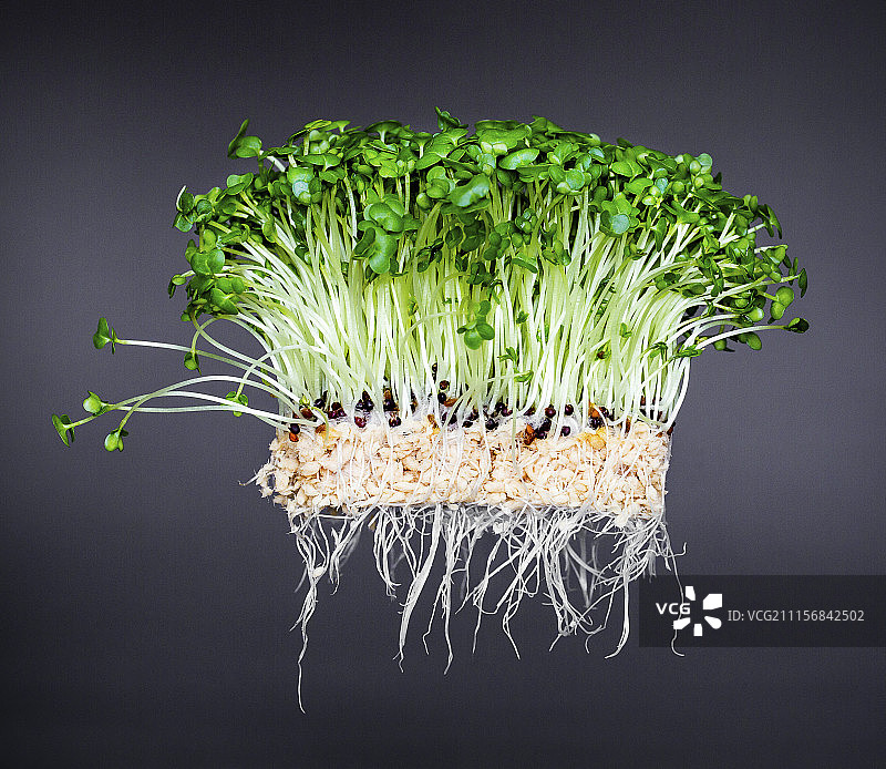灰色背景前带根的新鲜水芹图片素材