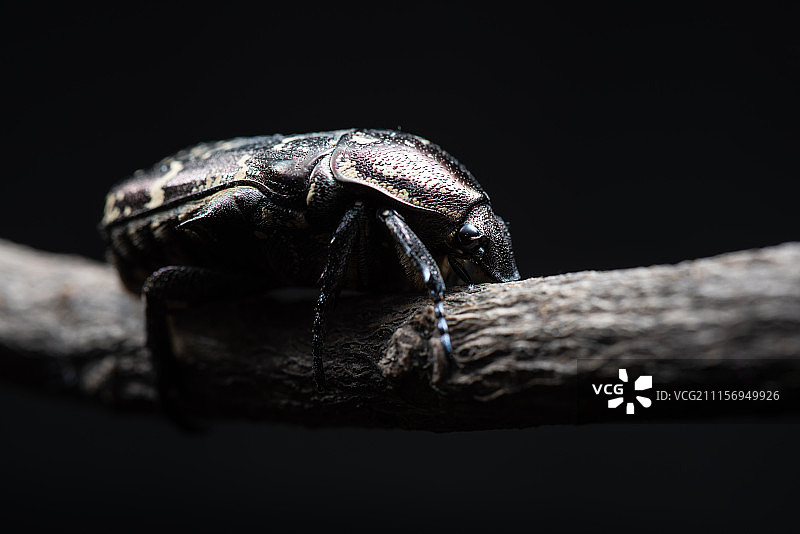 金龟子科昆虫图片素材