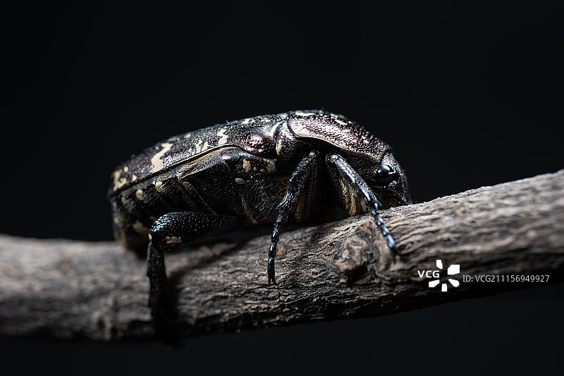 金龟子科昆虫图片素材