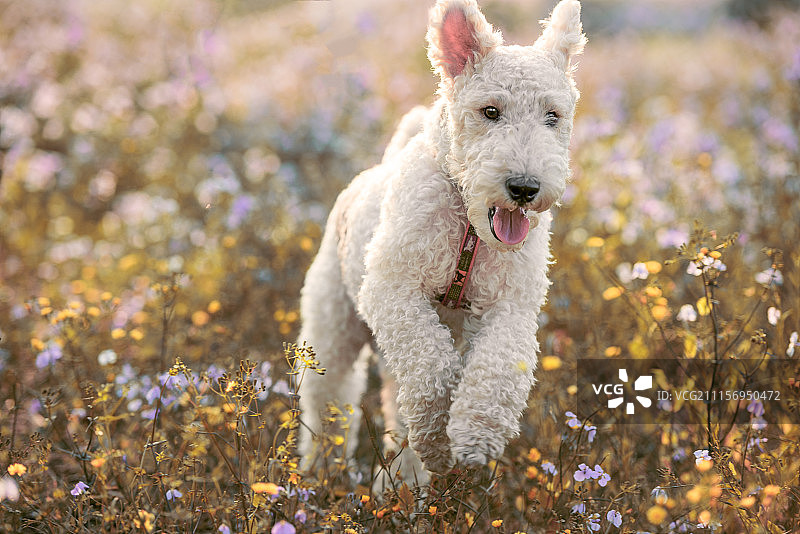 刚毛猎狐梗犬图片素材