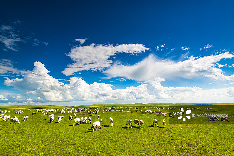 呼伦贝尔牧场图片素材