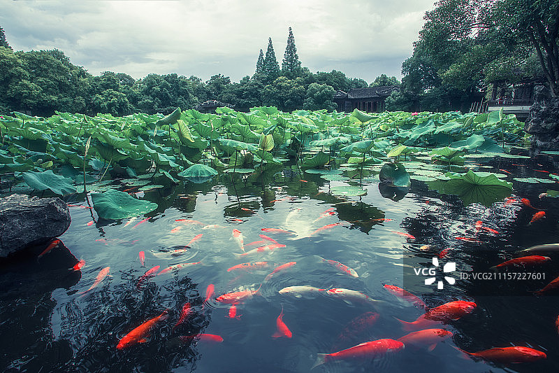 鱼戏荷叶间图片素材