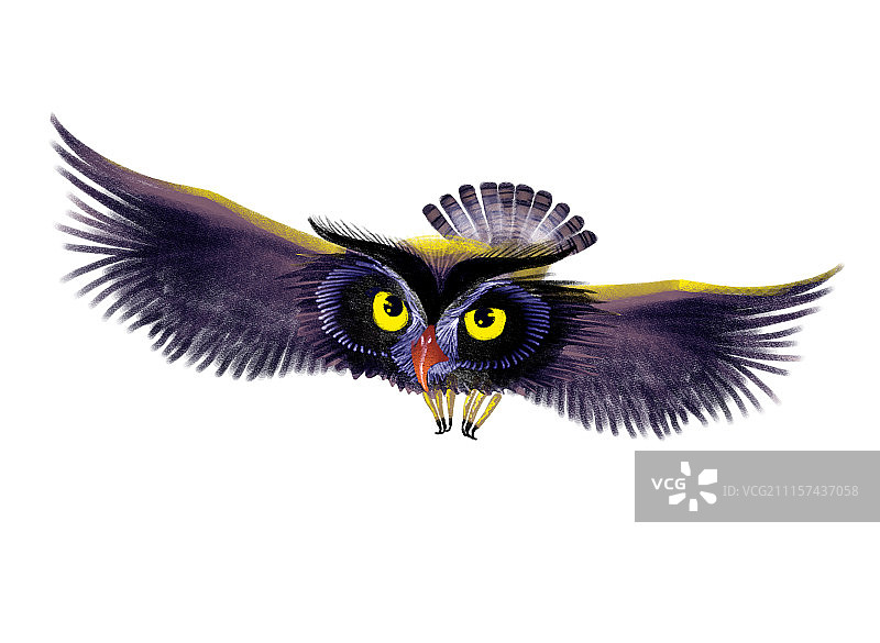 背景分离动物系列组图共3000多幅-猫头鹰图片素材