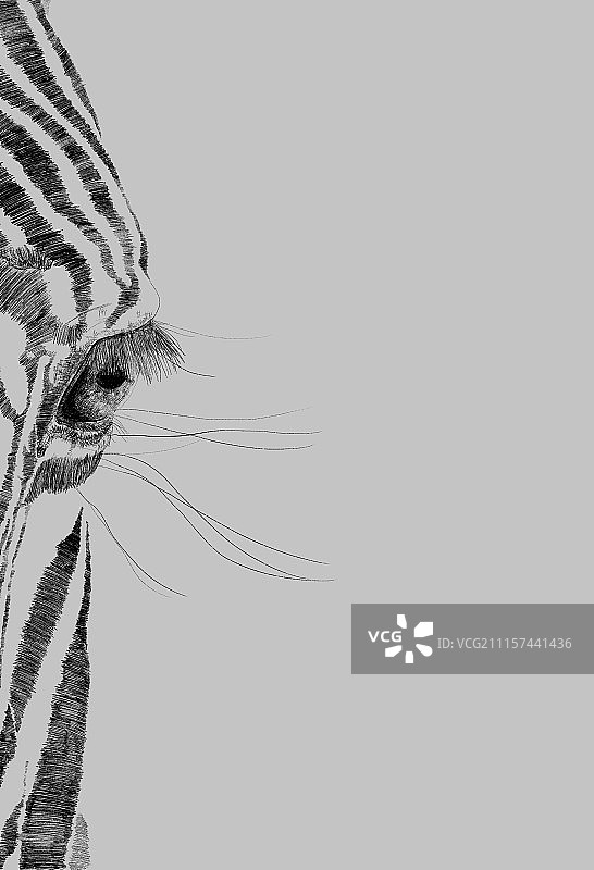 蛪——逐渐消失的朋友图片素材