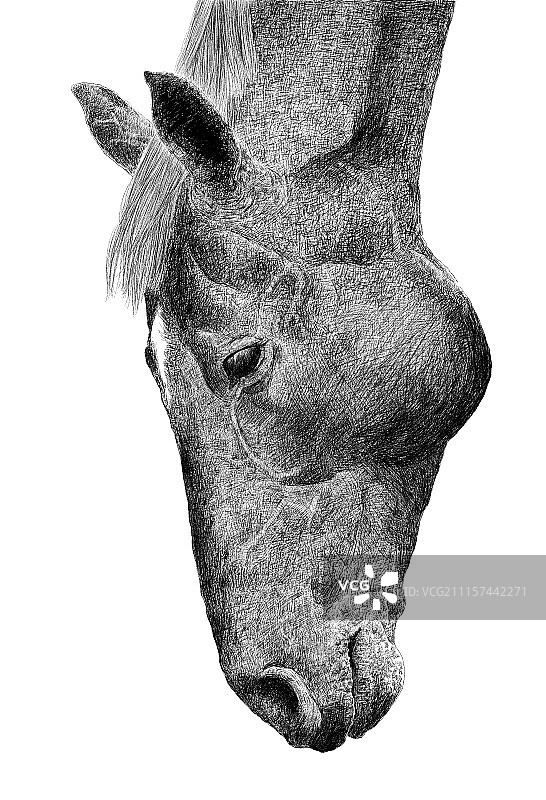 蛪——逐渐消失的朋友图片素材