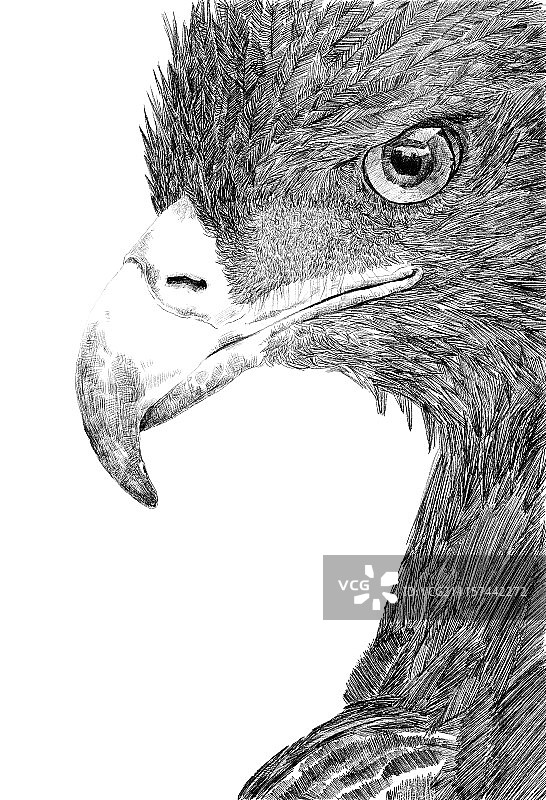 蛪——逐渐消失的朋友图片素材