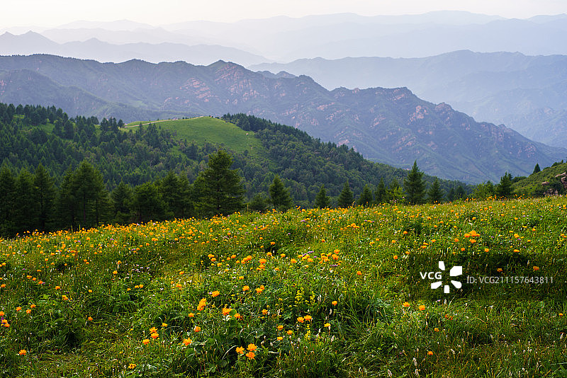 驼梁的金莲花图片素材