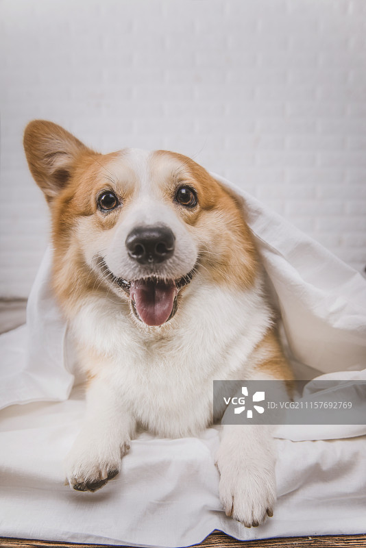 可爱的威尔士柯基犬图片素材