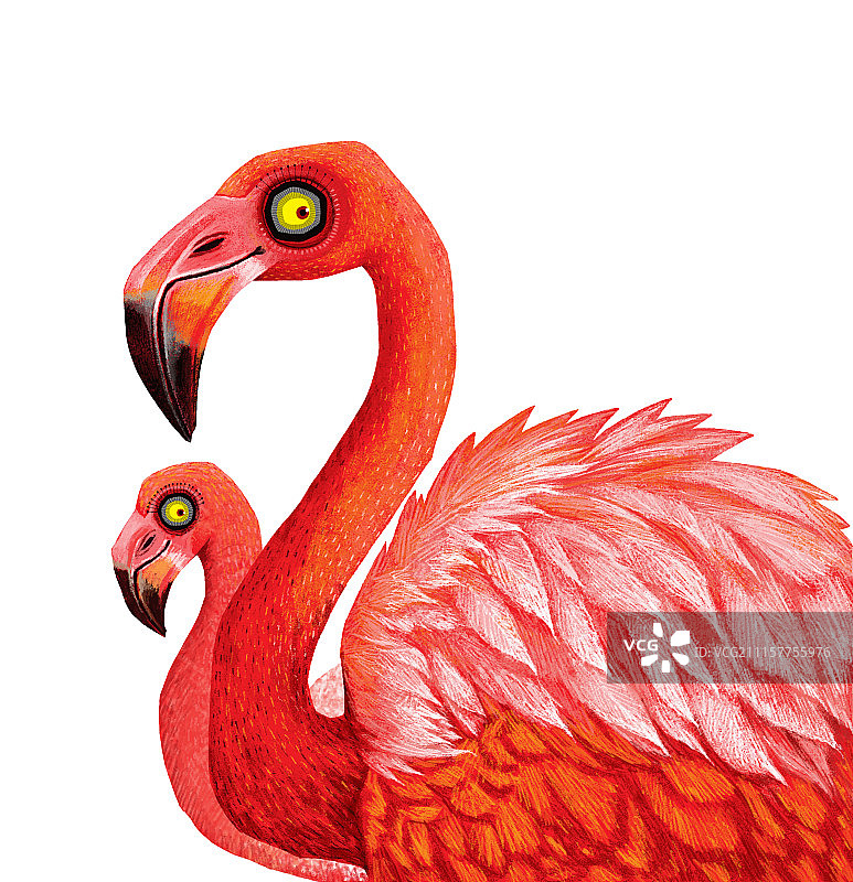 动物插画系列作品共3000幅-火烈鸟插画组图-结伴同行图片素材