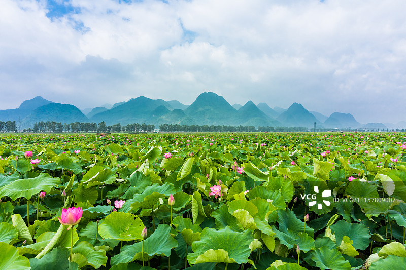普者黑荷花塘图片素材