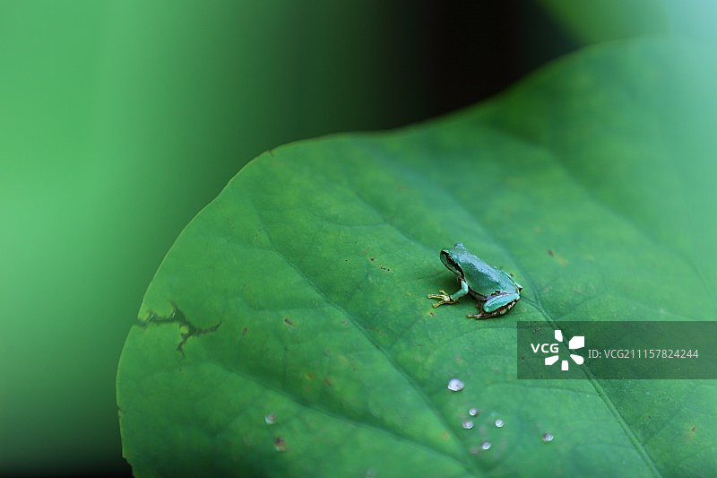 荷叶上的小青蛙图片素材